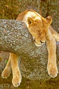 Calvendo Leinwand — Einfach mal hängen lassen - eine Löwin schläft entspannt in einem Baum #Löwe #Wildtier #Raubtier #Afrika #Safari #Großkatze #Raubkatze #Großwild #Savanne Masai #Kenia #leinwand #wandschuck #interior #design #deko #geschenke #geschenkidee