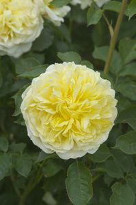 This variety has particularly beautiful blooms. The buds open to reveal many petalled cups, which gradually form large, flat rosettes. The colour is a very attractive shade of soft yellow, the petals paling prettily towards the edges. The flowers have a medium strength fragrance, which is a perfect balance of Tea and myrrh. It will quickly reach some height and still produce flowers and leaves lower down the plant.