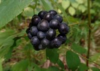 upright carrionflower (Smilax ecirrhata) - Photo by Luciearl - http://www.minnesotaseasons.com/Plants/upright_carrionflower.html