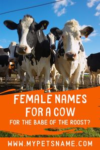 Is your female cow the babe of the roost? Name her Babe. Or does she boss everyone around? Name her Bossy. Easy right? Check out our list of female names for a cow for more inspiration.  #femalenamesforacow #femalecownames #namesforafemalecow