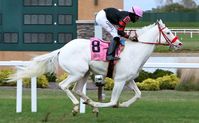 colt | USA | 2016 | by El Romeo out of Snow Dancing #thoroughbred #colt #dominantwhite #colouredthoroughbred #whitethoroughbred #whitespotted