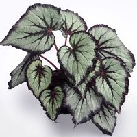 15 Begonia Rex Varieties | Types Of Rex Begonias