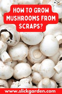 Normally, farmers and gardeners grow mushrooms from spores. But growing mushrooms from spores can take a bit longer than regrowing from ends plus it is hard to locate the spores of mushrooms. You don’t need spores and mycelium on fungi can be used during regrowing store-bought mushrooms. That makes the process of regrowing easier and faster.