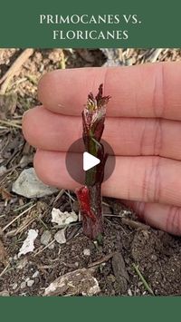 Jessica McCollum on Instagram: "Want to grow your own fruit? Here’s some tips for growing blackberries and raspberries. Follow for tips on growing fruit in your own backyard! 

#gardeningtips #growyourownfruit #growingblackberries #growingraspberries #backyardfruit #blackberries #raspberries #blackraspberries #homegrownfruit"