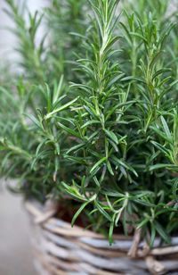 Resolve to grow a better rosemary plant. Your dinner guests will thank you. - The Washington Post