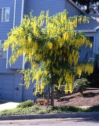 Golden Chain Tree | Laburnum ‘Vossii’ Laburnum x watereri Vossii * Part shade * Zones 4-11 * 12'-15' tall * 15' wide Beuatiful cascading 15-20 inch long sunny yellow flowers! Hardy and petite, the Golden Chain Tree is extremely easy to grow and thrives in moist soil! .A hybrid between L. alpinum and L. anagyroides.