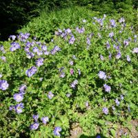 Geranium 'Gerwat' (= 'Rozanne') - Ooievaarsbek | Appeltern Adventure Gardens