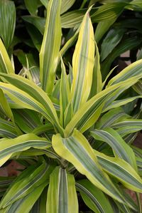 Click to view a full-size photo of Goldstar Dracaena (Dracaena warneckii 'Goldstar') at Longfellow's Greenhouses