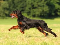 Gordon setter - The 10 Best Gun Dogs for Ruffed Grouse Hunting