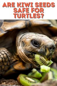 Can Turtles & Tortoises Eat Kiwi? Find out the nutritional benefits of kiwi for turtles and tortoises, and how this fruit can be a part of their balanced diet. Tips on feeding kiwi safely included.