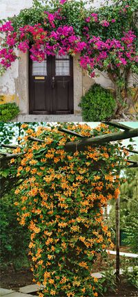 20+ favorite easy-to-grow fragrant flowering vines for year-round beauty. Plant them for an arbor, pergola or fence to create gorgeous outdoor rooms! - A Piece Of Rainbow