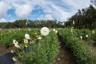 5 Things to Know about Growing Dahlias in the Heat