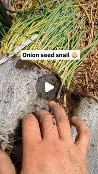 Farida Sober on Instagram: "🌱 Unrolling onion seed snails for that satisfying result! 😍 Watch as each delicate seedling emerges, ready to thrive in the garden. Who else finds this process incredibly satisfying? Let's roll into the gardening season together! 🌿 #OnionSeedlings #GardeningMagic #SatisfyingResults #seedsnails #rootreveal #GrowYourOwnFood #oniongrower #hobbygarden  #sustainable #gardeningeasy 🌱 #seedstartinghack 🌾 #oniongrowing"