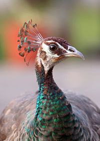 Peahen by Jatin Sindhu / 500px