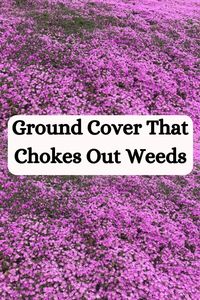 Creeping thyme is the best ground cover that can choke out weeds and be walked on. Learn more about it to create a low-maintenance garden or landscape.