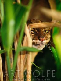 Borneo’s secretive bay cat is so elusive that researchers know very little about how it actually lives. Officially named in 1874 by famous naturalist Alfred Russel Wallace, researchers didn’t have a chance to study a live one until a bay cat was captured in 1992. The endangered cat is so difficult to find that deforestation of Borneo may wipe out the species before scientists get a chance to find out more about it. http://wildcatsmagazine.nl/wild-cats/borneo-bay-cat-pardofelis-badia/