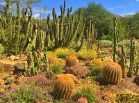 Planning a trip to Tucson, Arizona and wondering what to do there? This travel guide will show you the top attractions, best activities, places to visit & fun things to do in Tucson, AZ. Start planning your itinerary and bucket list now! #tucson #arizona #usatravel #usatrip #usaroadtrip #ustraveldestinations #ustravel #travelusa #americatravel #travelamerica