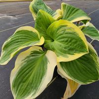 Large hosta bulbs - Etsy