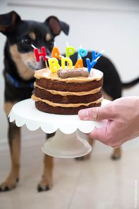 Peanut Butter Apple Pupcake-The Little Epicurean