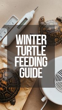 Cold weather can impact your turtle’s appetite. Learn how to adjust your pet turtle habitat and ensure proper feeding with these simple tips. Get the full guide on turtle terrarium setups for colder months by visiting the blog. Pin this for your pet care board!