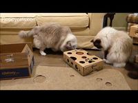 Vital Essentials Cat Treats from Chewy.com and Cat Amazing Puzzle Toy  https://www.floppycats.com/vital-essentials-cat-treats-chewy-com-cat-amazing-puzzle-toy.html