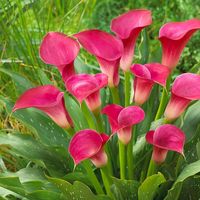 Calla (Zantedeschia) lilies are extraordinary flowers, native to Southern Africa, and are grown from rhizomes. They can be grown in beds, borders, in containers and indoors in a sunny window. Perfect for a cutting garden and beautiful indoors in your nicest vases. Calla Pink Jewel showcases stunning pink blooms that radiate delicate beauty. The flowers of Pink Jewel calla lilies exhibit various shades of pink, ranging from soft pastels to deeper, more vibrant hues, creating a captivating display