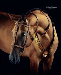 Prada, beautiful in decorative bridle and collars.