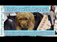 How to Fly with a Puppy in an Airplane - YouTube