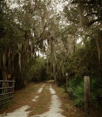 Old Florida...private road...like ones to the Myakka River East of Laurel FL...