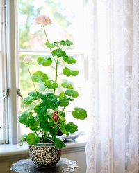 how-to-grow-geranium-indoors-3