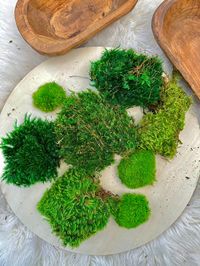 This lovely moss will be sold with approximately 6-8 lush, stunning clumps -enough to fill a 9x5 bowl. You can message me to specify if you'd prefer lighter or darker colors. Most people prefer multi-color, so that is the default! The moss has been preserved which means it is super easy to manage, no watering -it's all good to go! I can't wait to see what DIY art projects are made! The moss is real, therefor it has an earthy smell to it -some like it, others do not. Please note, we do not accept returns due to the smell of the moss. All sales are final, unless damaged in shipping!