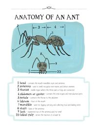 An anatomy of an ant. Excerpted from "Nature Anatomy" by Julia Rothman. Used with permission of Storey Publishing