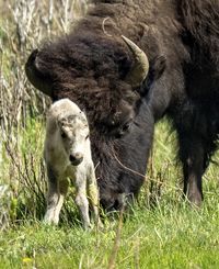 HELENA, Mont. (AP) — The reported birth of a rare white buffalo in Yellowstone National Park fulfills a Lakota prophecy that portends better times, according to members of the American Indian tribe who cautioned that it’s also a signal that more must be done to protect the earth and its animals. “The birth of this calf is both a blessing and warning. We must do more,” said Chief Arvol Looking Horse, the spiritual leader of the Lakota, Dakota and the Nakota Oyate in South Dakota, and the 19th keeper of the sacred White Buffalo Calf Woman Pipe and Bundle.