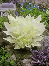 Hosta 'White Feather'Leaves emerge in spring almost pure white with a hint of green in the veins, then darken to a green-cream blend as the plant matures. Lavender flowers in summer. 8", Z3-9. Photo: Growing Colors