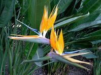 🌿 The Bird of Paradise (Strelitzia reginae) is an eye-catching and exotic house plant, perfect for bringing a tropical vibe to your indoor spaces. With its large, glossy leaves and vibrant blooms, it adds elegance and color to any home. Learn the essentials of Bird of Paradise plant care to keep it thriving and stunning indoors! 🪴🏡🌱  #BirdOfParadise #Strelitzia #IndoorPlants #HousePlants #PlantCare #TropicalPlants #IndoorGarden #GreenLiving #PlantDecor #HomeDecor #ExoticPlants #IndoorPlantCare #HouseplantInspiration #LeafyPlants #PlantLovers