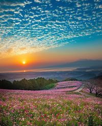 Beautiful Field of flowers in Japan Credits: @mkaakoortio