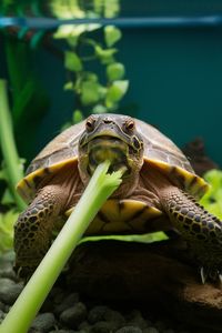 Wondering if celery is a safe addition to your pet turtle's diet? Learn the truth about feeding celery to turtles and tortoises and how it affects their health. Pin this for important turtle care tips!