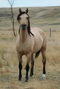 WOW. Gorgeous buckskin horse. Love the background!