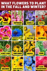 What Flowers To Plant In The Fall And Winter? | Slick Garden. Mild winter or desert climatic areas are better for planting search plants that can continue blooming throughout the winter. This is good news for the people who live in the warmer corners of the world.