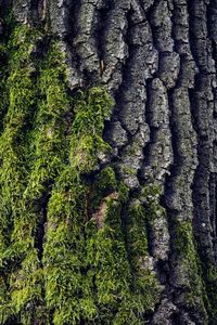 Tree bark with moss, close-up texture royalty free stock photography, #free, #stock, #ADVERTISEMENT, #ad