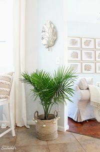 How to Care for an Indoor Majesty Palm | House Full of Summer - Palm Tree Care, how to grow an indoor palm, tropical plants, the best indoor tropical palms, florida plants, florida home, home interior, coastal living, coastal decor, tips for indoor palms