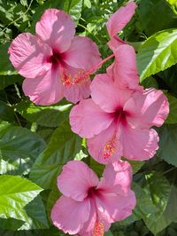 #hibiscusflower #hibiscus #wallpaper #summervibes #mediterranean