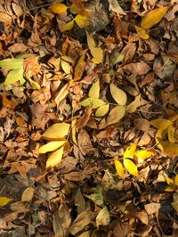 Crunching leaves.