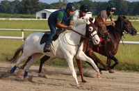 gelding | USA | 2014 | by Allamystique out of A La Moda #thoroughbred #gelding #dominantwhite #colouredthoroughbred #whitethoroughbred