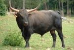 GAYAL - GAUR El Gaur es un bovino salvaje que vive en la india, aunque es de una especie distinta, se le relaciona con las vacas domésticas. En la India, vive una versión semi domesticada del Gaur llamado Gayal y que es de menor tamaño, durante el control Inglés en la india, se cruzó al Gaur con vacas domésticas que producen mucha más carne que sus ancestros.