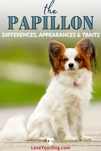 Thinkig about adopting a dog, and aren't sure if the Papillon is the right dog breed for your family? Here you'll learn all about this feisty little dog, including its history, temperament, breed facts, and more!