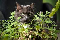 10 Easy Tips How to Grow Catnip - The Gardening Dad