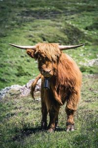 You may bump into some curious friends with some curious hairstyles during the summer in St Mortiz! #scottishcow #alpineanimals #wildlife #mountainlife #mountainwildlife #mountainholiday