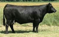 Simmental cow