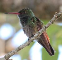 Rufous-tailed Hummingbird (Amazilia tzacatl) from Crooked Tree, Belize on January 04, 2017 at 06:55 PM by Jeff Stratford